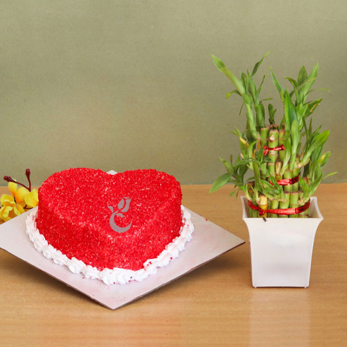 Luck and Charm: A Gift Combo of 0.5 Kg Red Velvet Cake and One Lucky Bamboo
