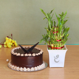 Luck Factor: A Gift Combo of 0.5 Kg Chocolate Cake and One Lucky Bamboo