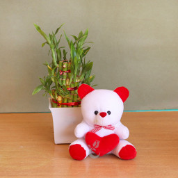 Lucky Teddy: A Gift Combo of One Lucky Bamboo and 6 Inch Teddy