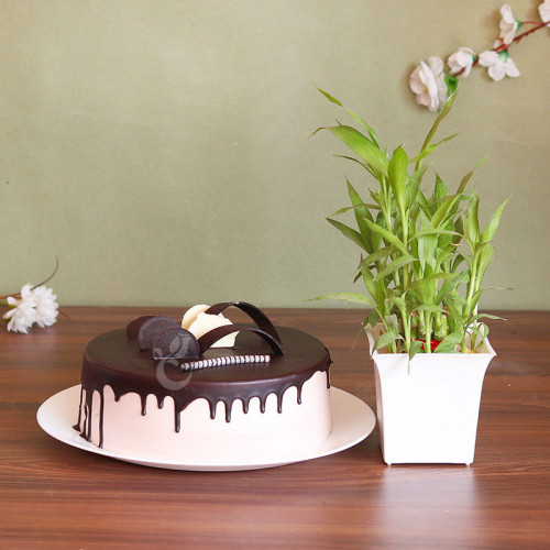 Chocolate Tipped Smiles: A Gift Combo of 0.5 Kg chocolate truffle cake and 2 layer bamboo plant