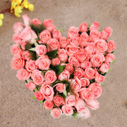 Pink Blush - Pink rose arrangement