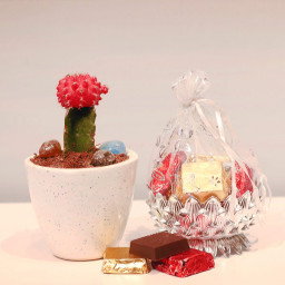 Moon Made Choco: A Gift Combo of Moon Cactus With Hand Made Choco
