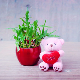 Teddy Luck: A Gift Combo of 2 Layer Lucky Bamboo with 6 Inch Teddy