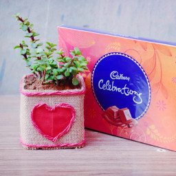 good Luck Plant: A Gift Combo of Jade Plant With Celebration,