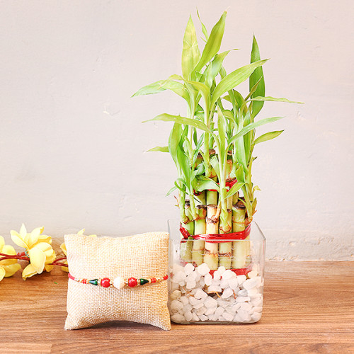 2 Layer Lucky bamboo, 1 Rakhi