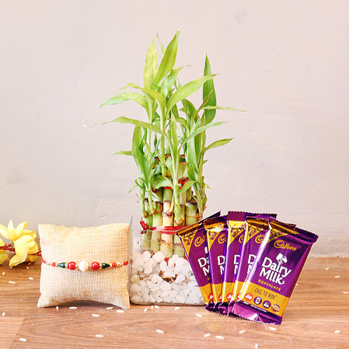 2 Layer Lucky bamboo, 1 Rakhi, 5 Dairy milk Chocolates