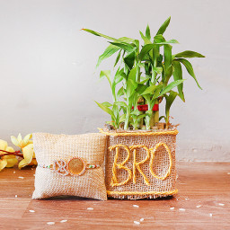 2 layer lucky bamboo, 2 Dairy milk silk