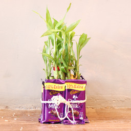 2 layer lucky bamboo, 8 Dairy milk chocolates