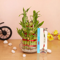 3 Layer Lucky bamboo, 1 Rakhi