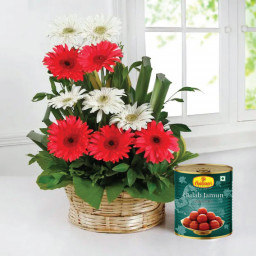 Sentimental Besties: A Gift Combo of 12 Mix Gerbera with Basket Arrangement and 1 Kg Gulabjamun