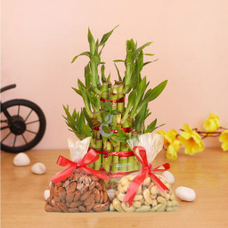 Nutty & Luck Buddy: A Gift Combo of 3 Layer Lucky Bamboo, 250 gm Almonds and 250 gm Cashew