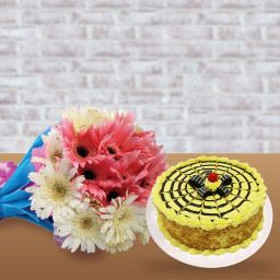 Colorful Crunch: A Gift Combo of 10 Pink Gerberas, 10 White Gerberas and 0.5 kg Butterscotch Cake