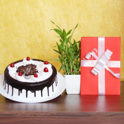 Soulful Love: A Gift Combo of 1 Lucky Bamboo, 0.5 Kg Black Forest Cake and Greeting Card