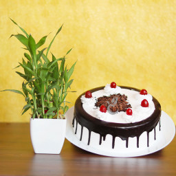 Love Impression: A Gift Combo of 1 Lucky Bamboo and 0.5 Kg Black Forest Cake