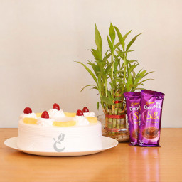 Bamboo Love: A Gift Combo of 2 Dairy Milk Silk, 0.5 Kg Pineapple Cake and Lucky Bamboo Tree
