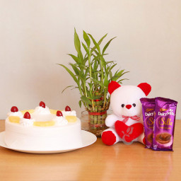 Lucky Bamboo Combo: A Gift Combo of 2 Dairy Milk Silk, 0.5 Kg Pineapple Cake, Lucky Bamboo Tree and 6 Inch Teddy
