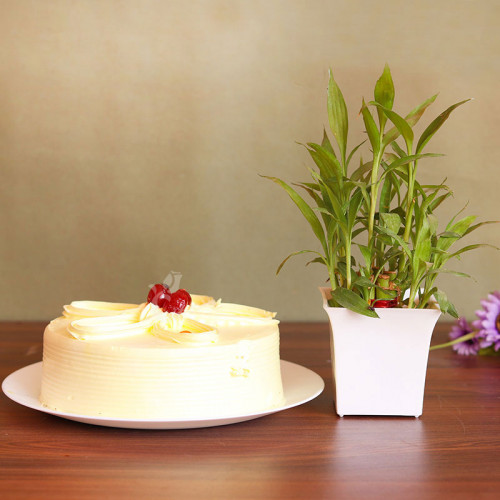 Flavoursome Luck: A Gift Combo of Lucky Bamboo and 0.5 Kg Butterscotch Cake