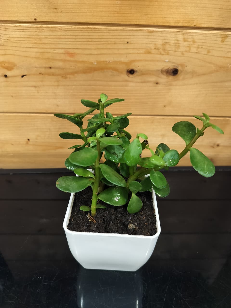 Perfect for Special Occasions